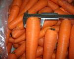 fresh carrot 