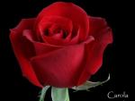 Rose --Carola
