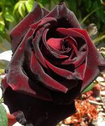 rose --black magic
