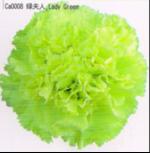 Carnation Green lady